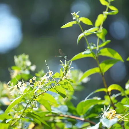 Сasa de vacaciones La Maison Jasmin - 8 Personnes - Parking Prive - Climatisation - Jardin